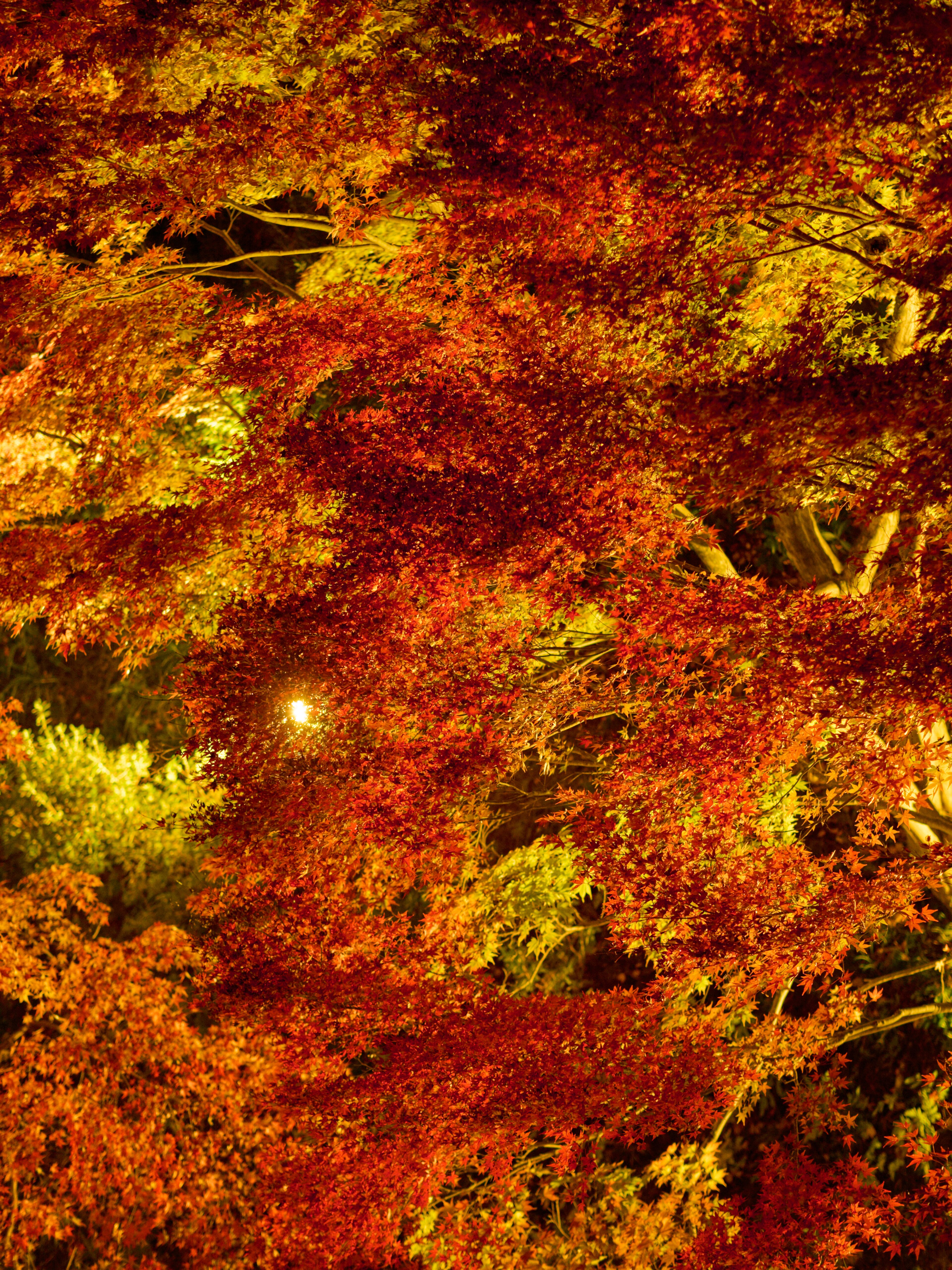 Il tempio Tofukuji in autunno: gli aceri rossi riflessi nell'acqua, uno degli spettacoli più belli di Kyoto