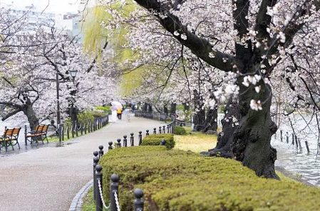 Il parco di Ueno con i ciliegi in fiore