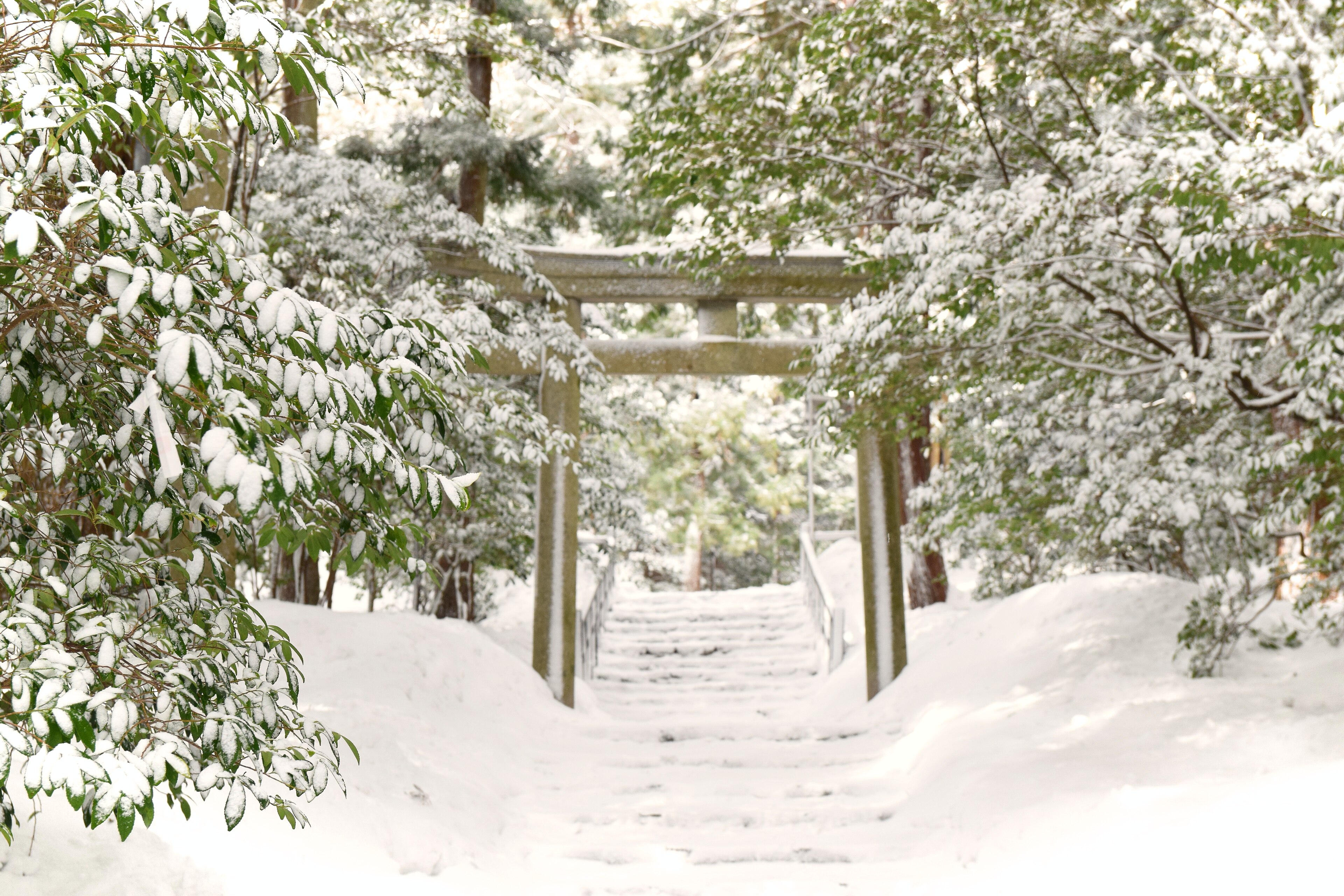 Torii immerso nella neve: l'atmosfera silenziosa e magica del Giappone in inverno