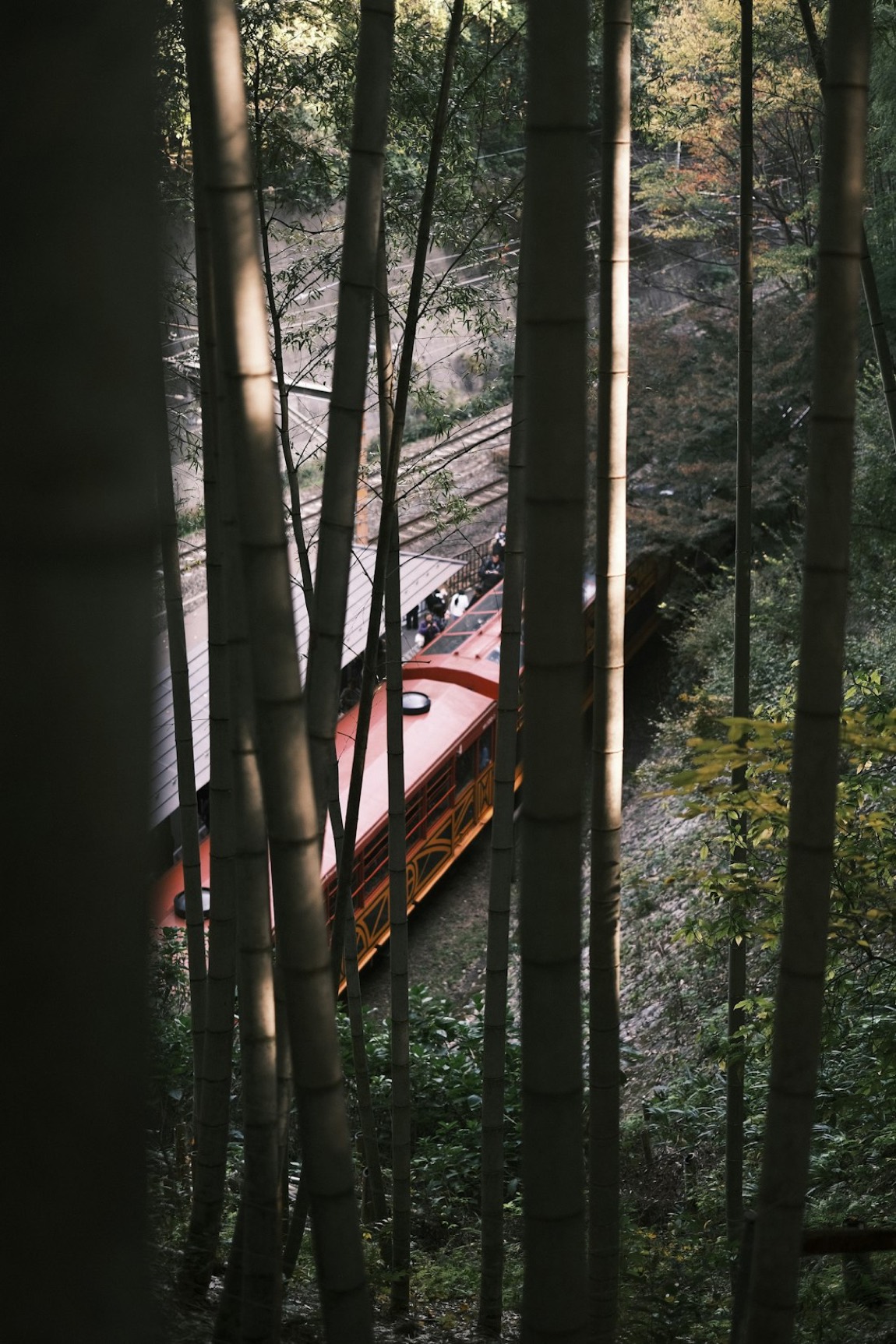 Il trenino panoramico rosso di Sagano che passa tra un fitto bosco di bambù, vicino ad Arashiyama