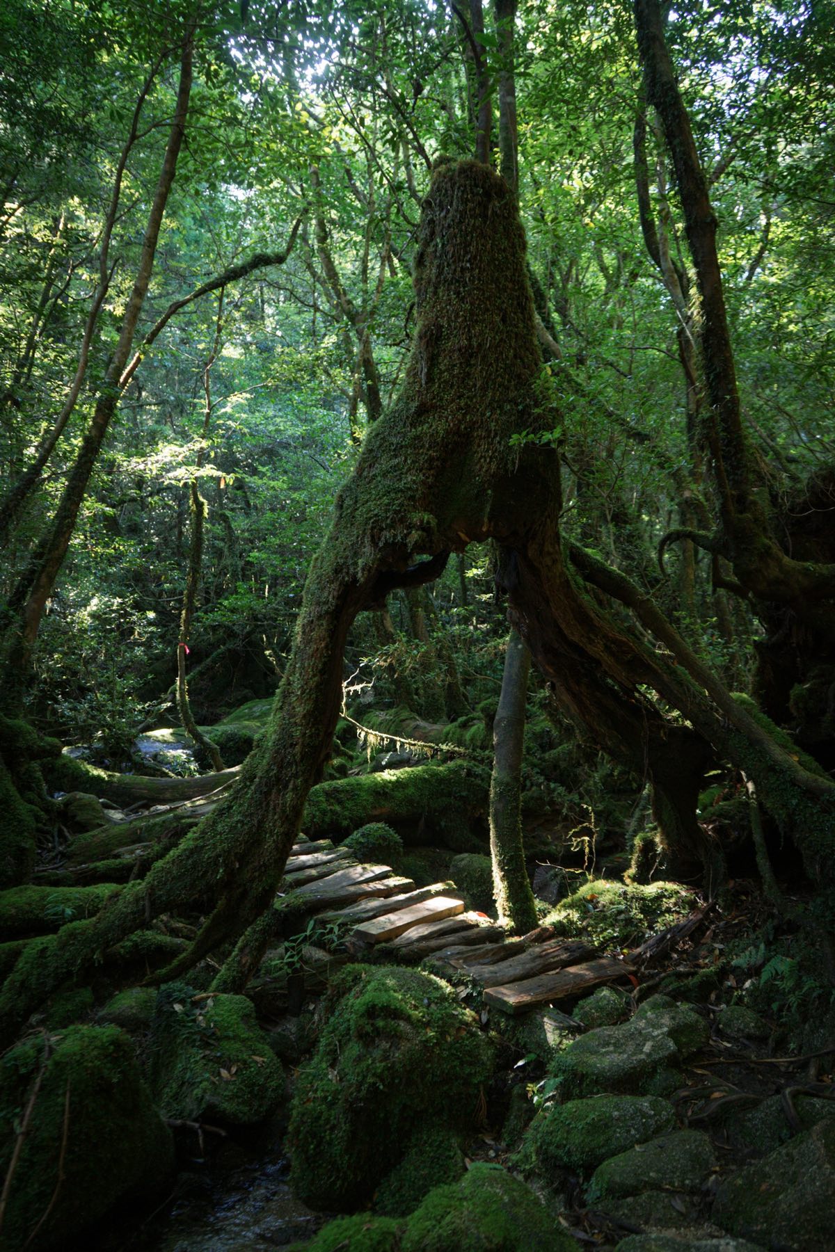 Il bosco di muschio di Yakushima, con rocce e tronchi coperti di verde e un sentiero di legno